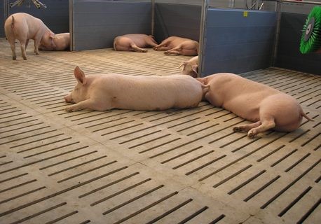 Бетонна щілинна підлога для свиноферм і свинокомплексів - висока якість за доступною ціною